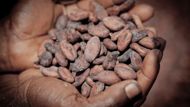 Mano con granos de cacao