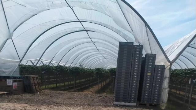 ट्रबेरी फार्म