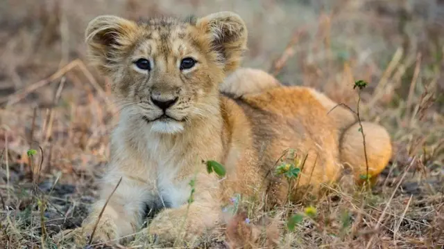 ગીરના સિંહ