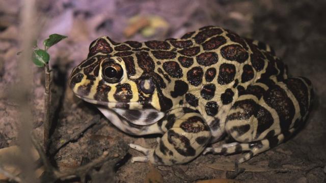 Sex life of rare leopard print frog revealed