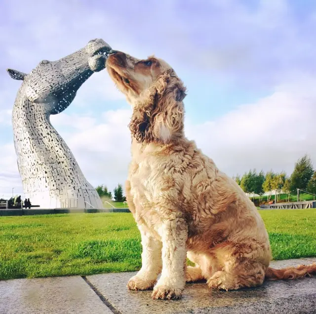 மாய முத்தத்தை வழங்க ஒப்புக்கொண்ட காக்கர் ஸ்பானியல்
