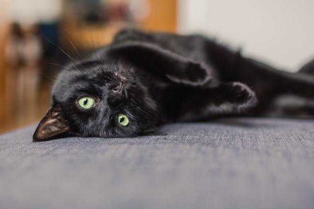 A black cat chilling on a gray sofa at home.