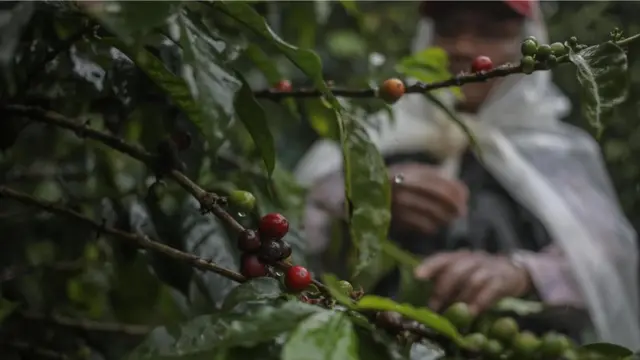 Los granos de café del Elida Geisha son cultivados en la granja de la familia Lamastus en Panamá.