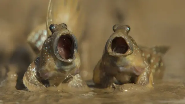 મડસ્કિપર્સ (કાદવમાં ઉછરતી માછલી)