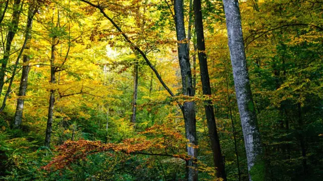 Ліс в Україні