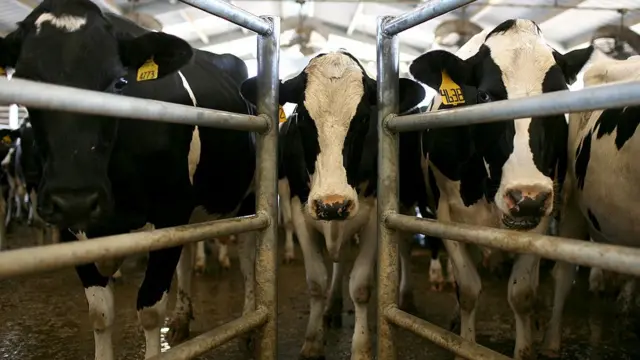 இந்தியாவில் அரசியலாகும் உணவு பழக்கம்