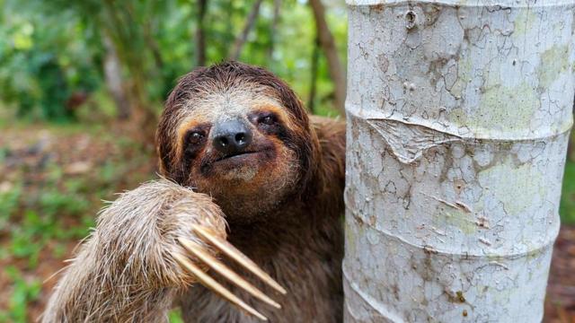 Ленивцы проводят большую часть жизни на деревьях, подальше от хищников тропического леса