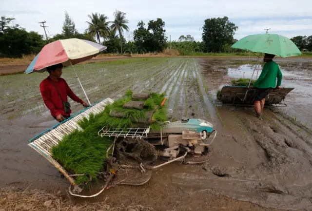 เกษตรกรไทย