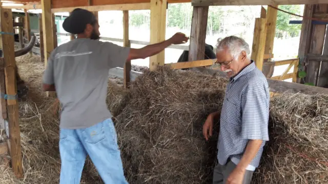 अमरीका में गौशाला