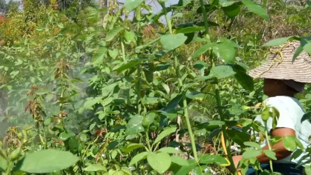 ပိုးသတ်ဆေးအန္တရာယ်ကို သိပေမယ့်လည်း စိုက်ပျိုးရေးသမားတိုင်း အကာအကွယ်မဲ့ ဆေးဖျန်းကြတယ်