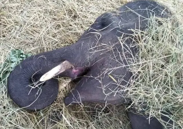 හක්කපටස් කෑම හේතුවෙන් මොණරාගල, ඇතිමලේ, කොටියාගල ප්‍රදේශයේ මාසයක පමණ කාලයක් අසරණව සිට අගෝස්තු 03 වෙනිදා මරණයට පත් ඇත් පැටවා