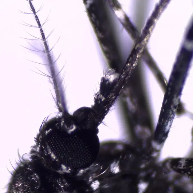 Mosquito Aedes vittatus