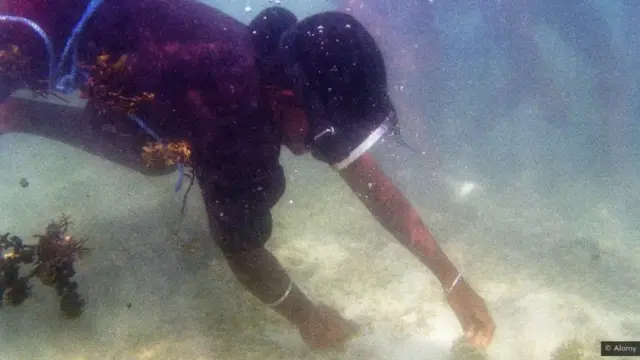 సముద్రపు నాచు