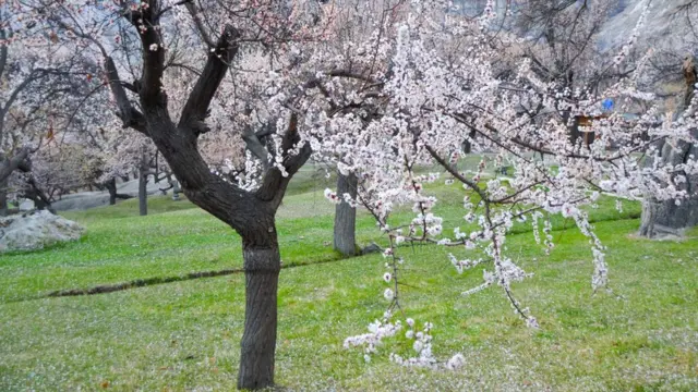 سکردو اور ہنزہ میں موسمِ بہار