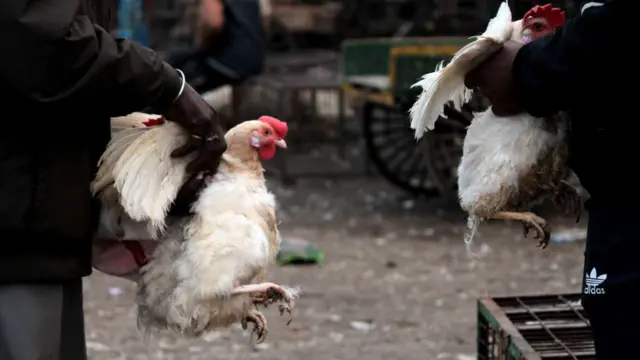 إنفلونزا الطيور في الصين