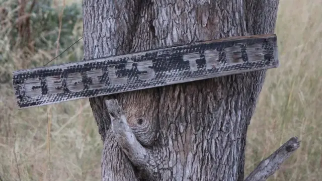 황게 국립공원에서 가장 사랑받는 사자였던 '세실'을 기념하는 나무. '세실의 나무'란 명판이 걸려 있다