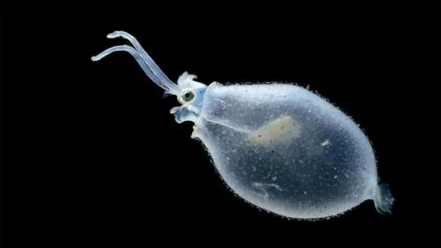 بالغ بر ۶۰ گونه مختلف ماهی مرکب شیشه‌ای در اقیانوس‌ها یافت می‌شود