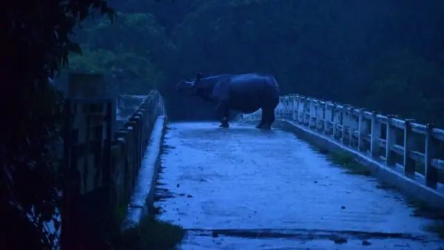 காஸிரங்கா தேசிய பூங்காவில் வெள்ளம்