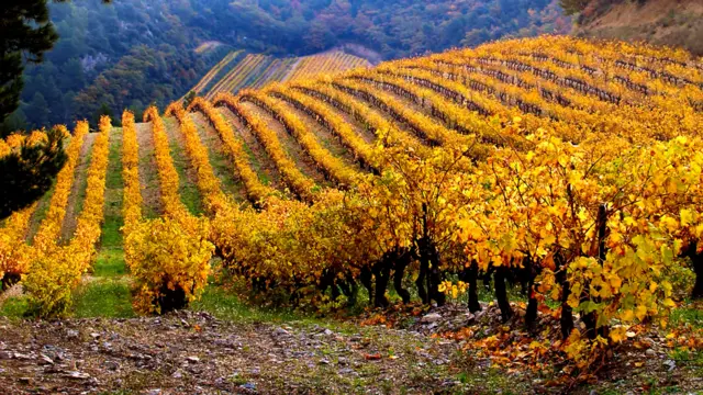 Viñedos sobre la Provenza francesa