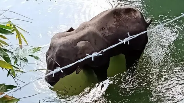 घायल हथिनी