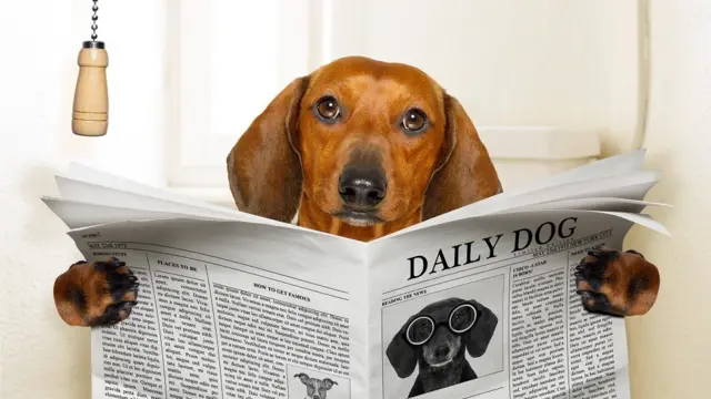 ایک کتا اخبار پڑھ رہا ہے