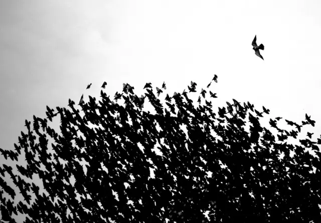 A starling murmuration