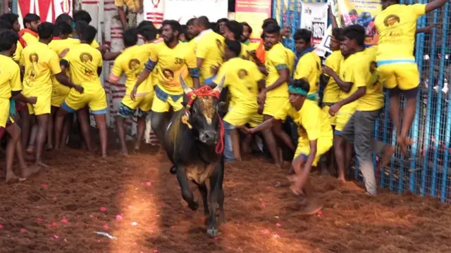 தொட்டுப் பார்... என தெறிக்கவிடும் கம்பீரத்தோடு வீரநடைபோடும் காளை