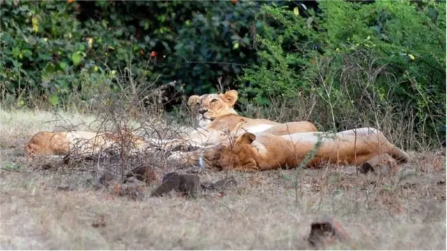 ఆసియా సింహం