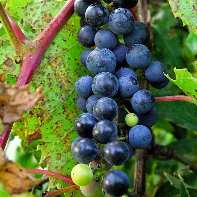 Uvas silvestres