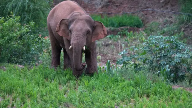 யானை மாதிரிப் படம்