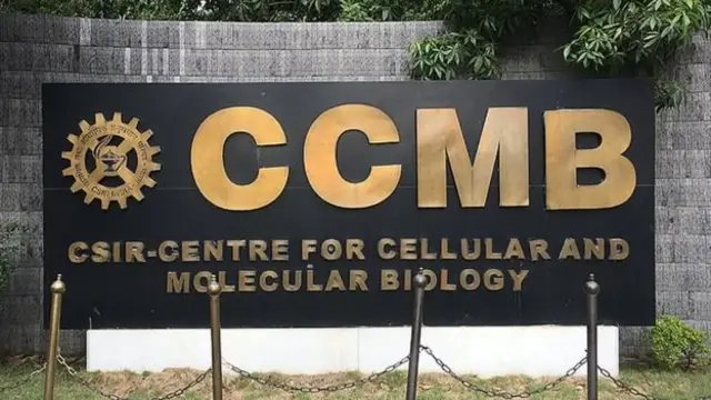 ஜீப்ரா மீன்