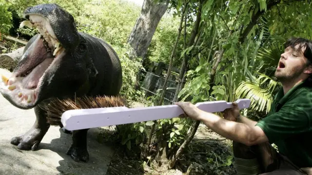 London zooparkı - begemot