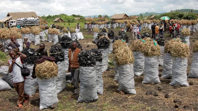 Soomaliya kaliya kuma koobna dhirta dhuxusha laga dhigto. Ganacsiga dhuxusha ee Jamhuuriyadda Dimoqaraadiga Koongo ayaa xaalufinaya kaynta Virunga.