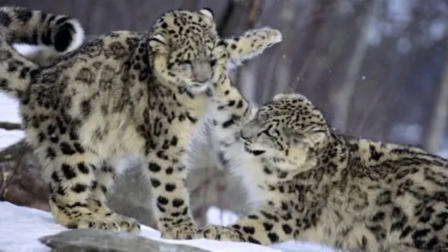 برفانی تیندوے