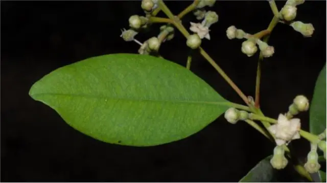 বন্য মসলা গাছটির নাম পিমেন্তা বার্সিলিয়ায়। এই গাছটি খাবার এবং প্রসাধনী সামগ্রীতে ব্যবহার হয়ে থাকে।