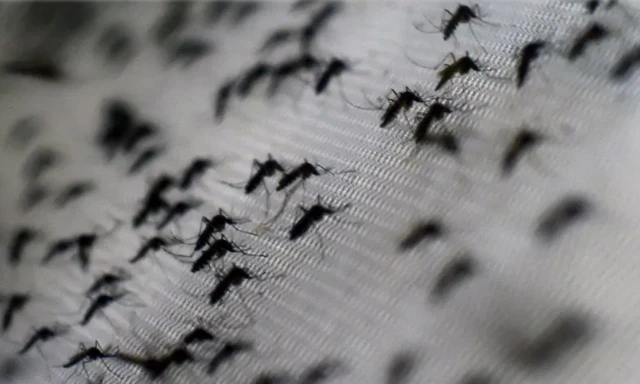 ห้องทดลองในบราซิลเพาะฝูงยุงที่เป็นหมัน โดยใช้การตัดต่อพันธุกรรม หรือทำให้ยุงติดเชื้อแบคทีเรียบางชนิด