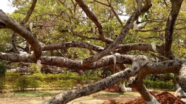 વડના વૃક્ષની તસવીર