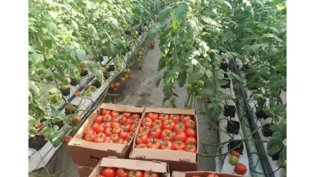 Эрулан Көкүлов: "Не Сахар" мурдагыдан дагы күчтөнөт...