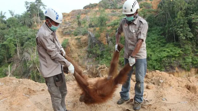 Para pegiat lingkungan menyelamatkan seekor orang utan usia delapan tahun yang terjebak di sebuah perkebunan kelapa sawit pada tahun 2015 di Langkat Sumatra Utara.
