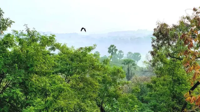 आरे जंगल