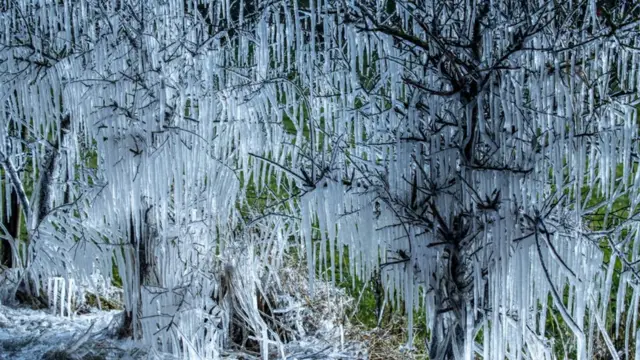 جليد على شجرة