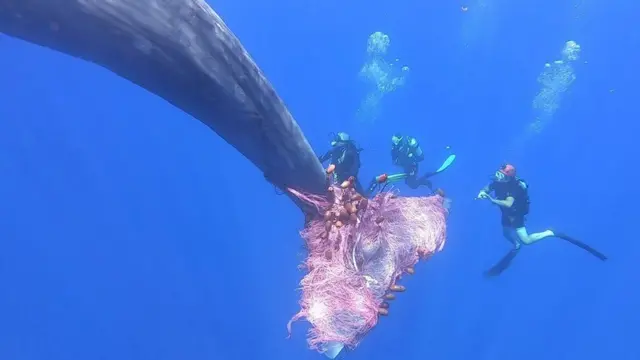 نهنگ
