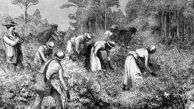 Some slaves wey dey work for cotton field.