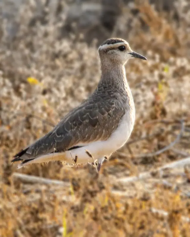 پاکستان پرندے