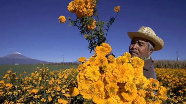 Flor de cempasúchil