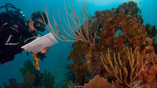 Mergulhador estuda coral