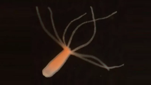 Hydra vulgaris เป็นสัตว์ไม่มีสมองที่ใช้ในการศึกษาสภาวะคล้ายการนอนหลับในครั้งนี้