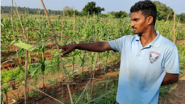 అర్బన్ ఎకో ఫార్మింగ్