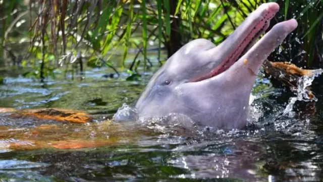 rio Amazonas