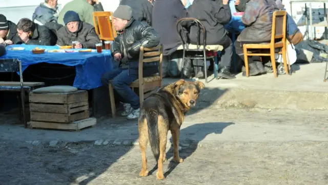 Правила поводження з тваринами. Рада підтримала нові норми